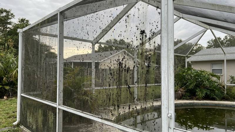 Example of pool cage cleaning in Safety Harbor, FL — before soft washing. Lanai screen + frame restore. Lovebug residue + mildew removed.