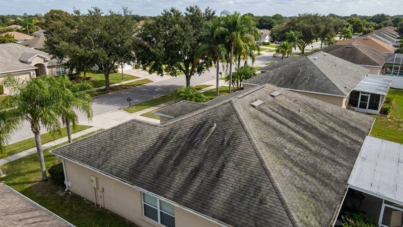Example of roof cleaning in Clearwater, FL — before soft washing. Asphalt shingle - moss + Gloeocapsa magma streaks fully removed.